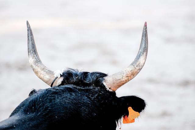 Panamá detiene a colombiano con esperma de toro de contrabando