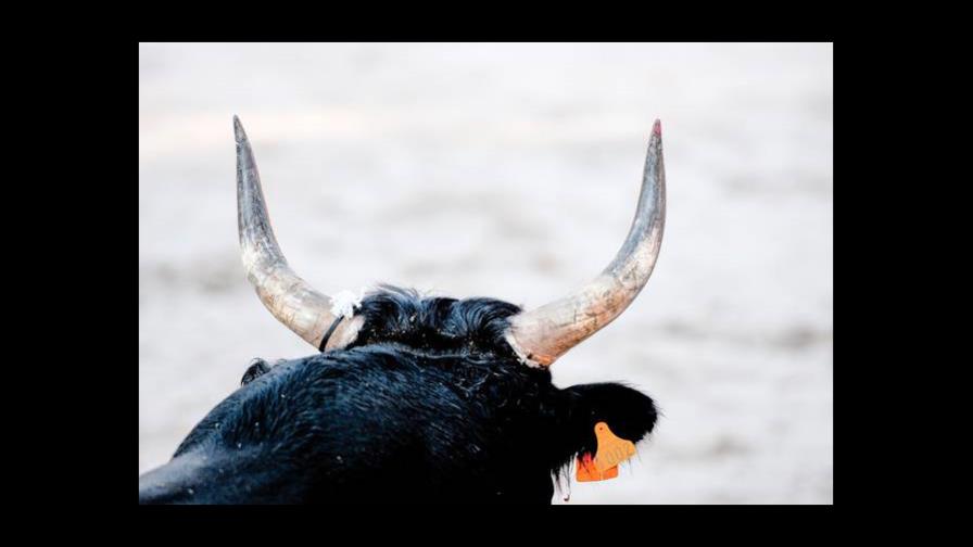 Panamá detiene a colombiano con esperma de toro de contrabando