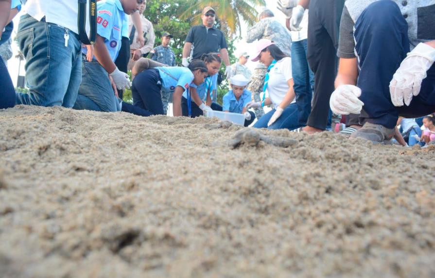 Liberan 105 tortugas marinas de la especie “Chelonia mydas” en playa Sans Souci