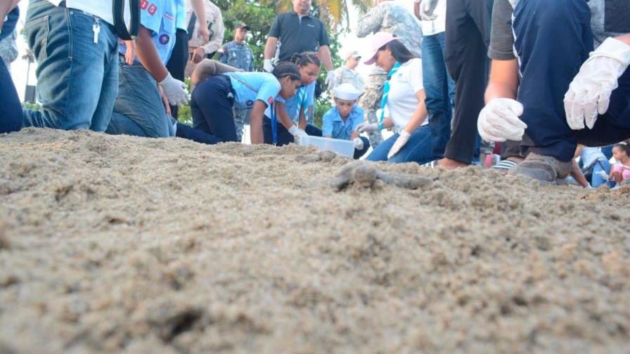 Liberan 105 tortugas marinas de la especie “Chelonia mydas” en playa Sans Souci