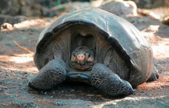 Devuelven a su hábitat natural a 309 tortugas gigantes en las islas Galápagos