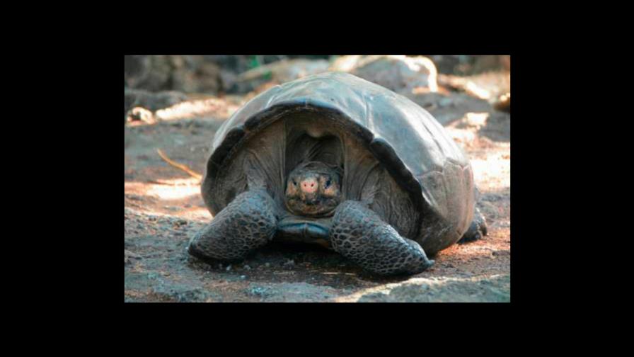 Devuelven a su hábitat natural a 309 tortugas gigantes en las islas Galápagos