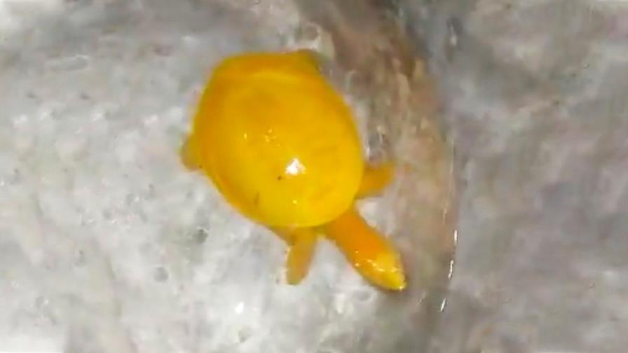 Encuentran una rara tortuga amarilla en la India 