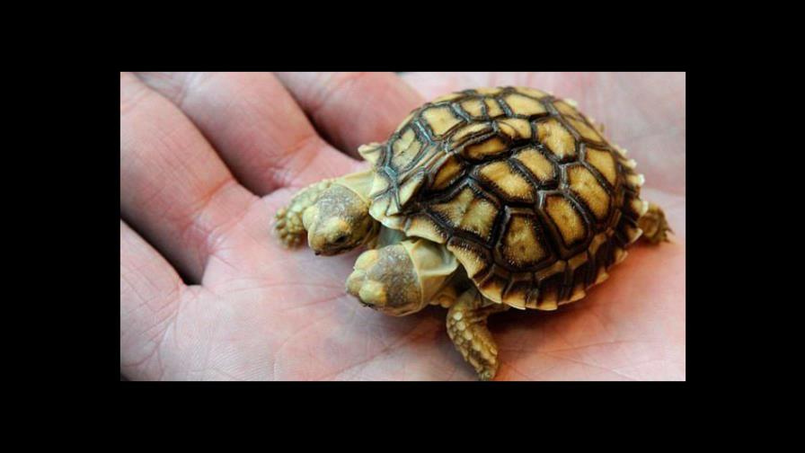 Tortuga que nació con dos cabezas cumple dos semanas de vida Tortuga que nació con dos cabezas cumple dos semanas de vida