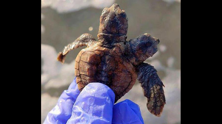 Grupo de patrulla de tortugas de Carolina del Sur encuentra crías de dos cabezas