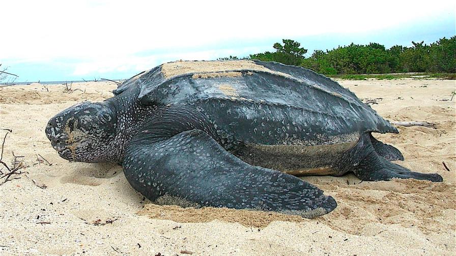 Ofrecen recompensa para atrapar a ladrón que robó huevos de tortuga en Tailandia