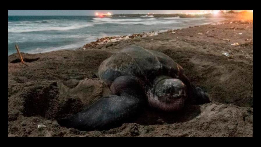 El retorno de la tortuga tinglar enamoró a nuestros lectores en 2019