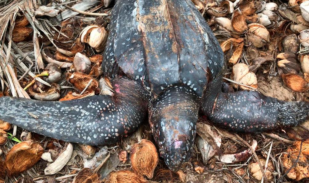 La tortuga asesinada.