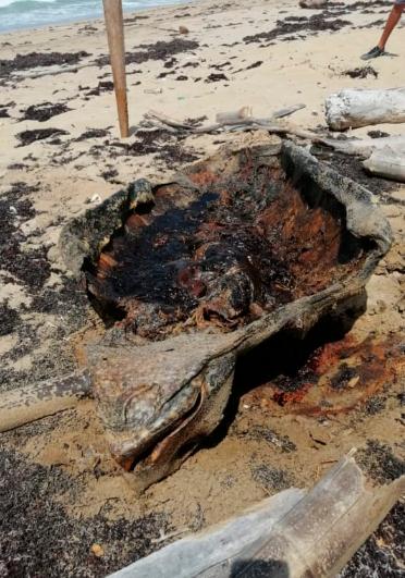 El cascarón de la tortuga encontrada en la playa Macao.