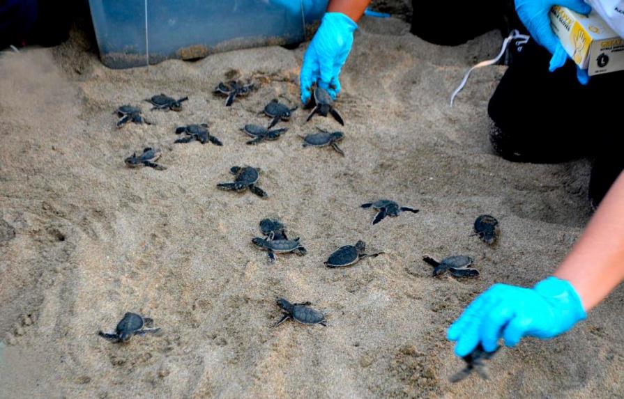 Armada y embajadora de EEUU liberan tortugas marinas en playa de Sans Souci 