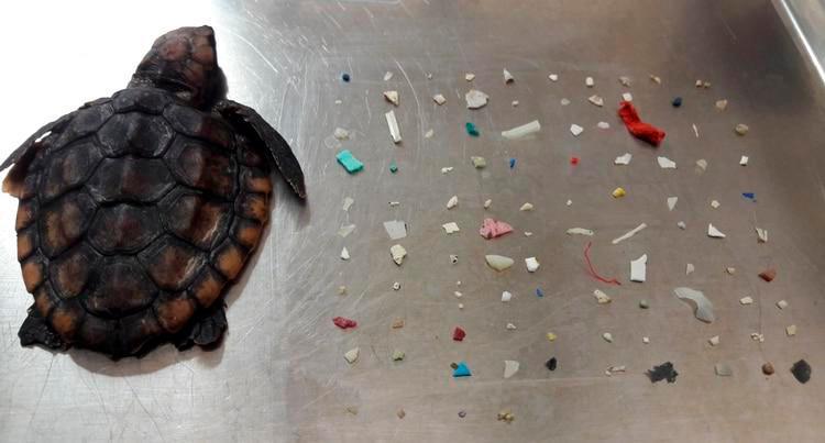 Imagen muestra más de 100 piezas de plástico que causaron la muerte de una tortuga 