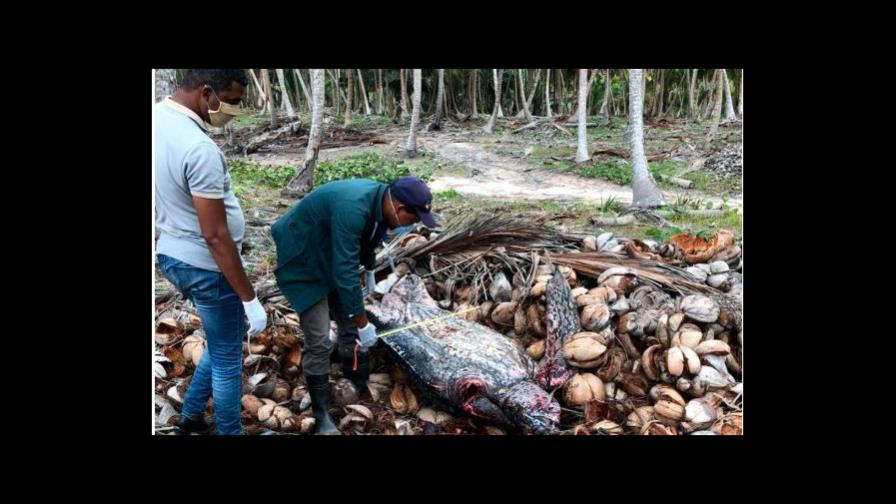 Desconocidos matan dos tortugas en playas de Miches y Bávaro Desconocidos matan dos tortugas en playas de Miches y Bávaro
