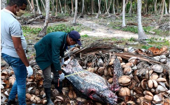 Restos de la tortuga reportada muerta en Miches.