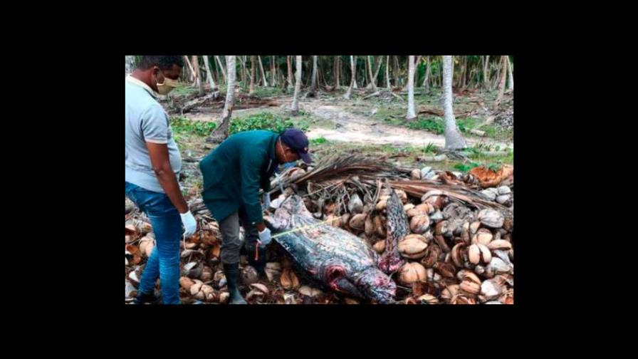 Autoridades investigan para dar con los que mataron dos tortugas tinglar Autoridades investigan para dar con los que mataron dos tortugas tinglar