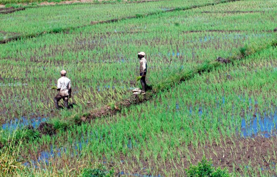 Productores garantizan abasto y precio del arroz, pese a la sequía