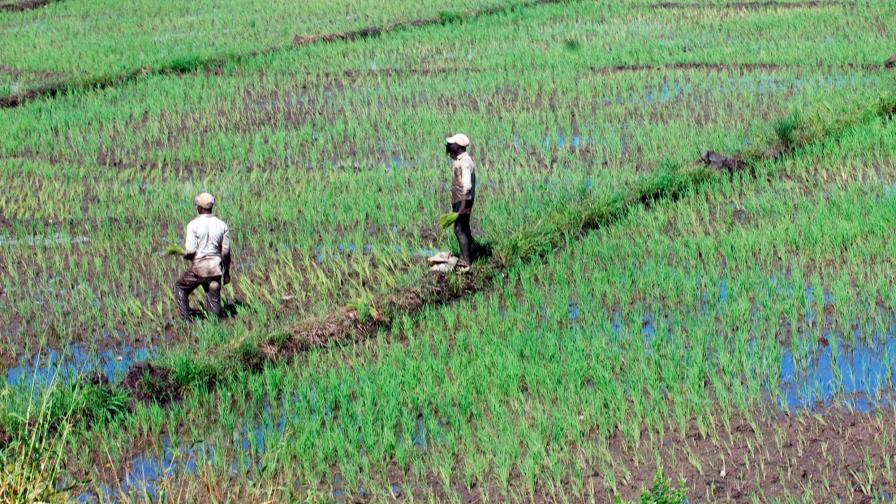 Productores garantizan abasto y precio del arroz, pese a la sequía