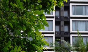 Así puedes ayudar a los árboles desatendidos de tu ciudad