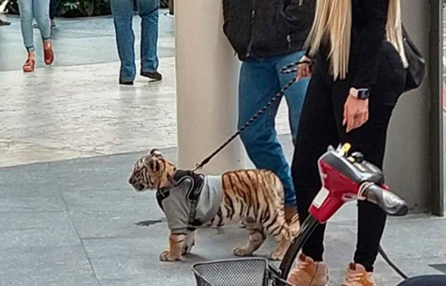 Mujer que pasea a cachorro de tigre enciende las redes sociales en México