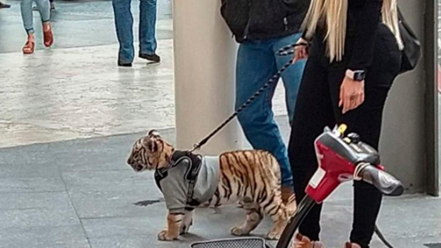 Mujer que pasea a cachorro de tigre enciende las redes sociales en México