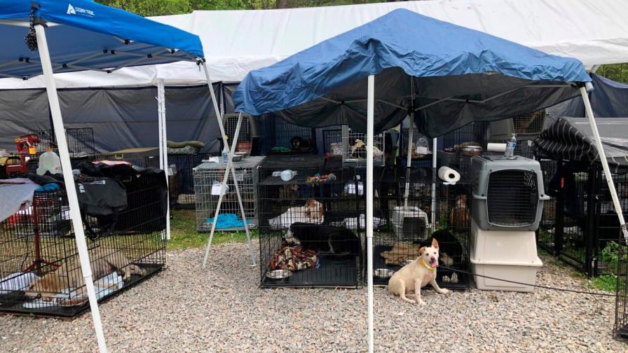 Hallan cadáveres de perros congelados en refugio de EE.UU.