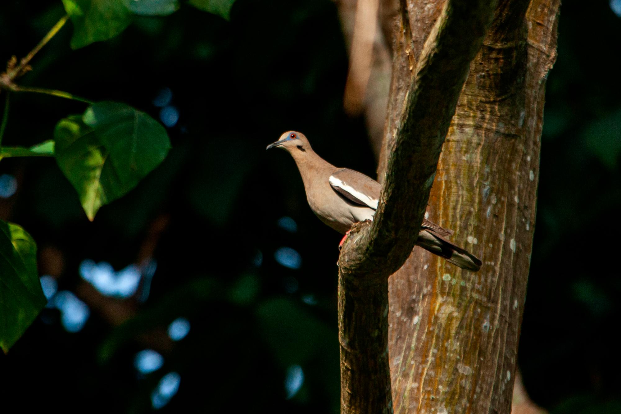 Tórtola aliblanca, Zenaida asiatica, en Santo Domingo.