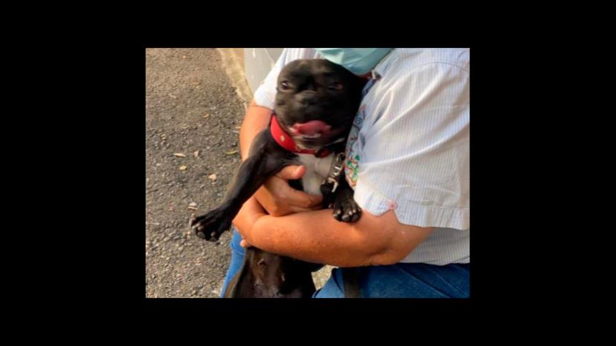 Hombre que maltrató a la perra Trufa dice lo hizo porque intentó agredir a su hijo 