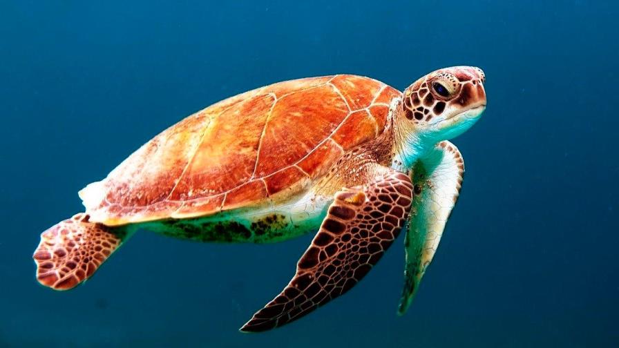 Ponen a dieta a tortuga que engordó en cuarentena Ponen a dieta a tortuga que engordó en cuarentena