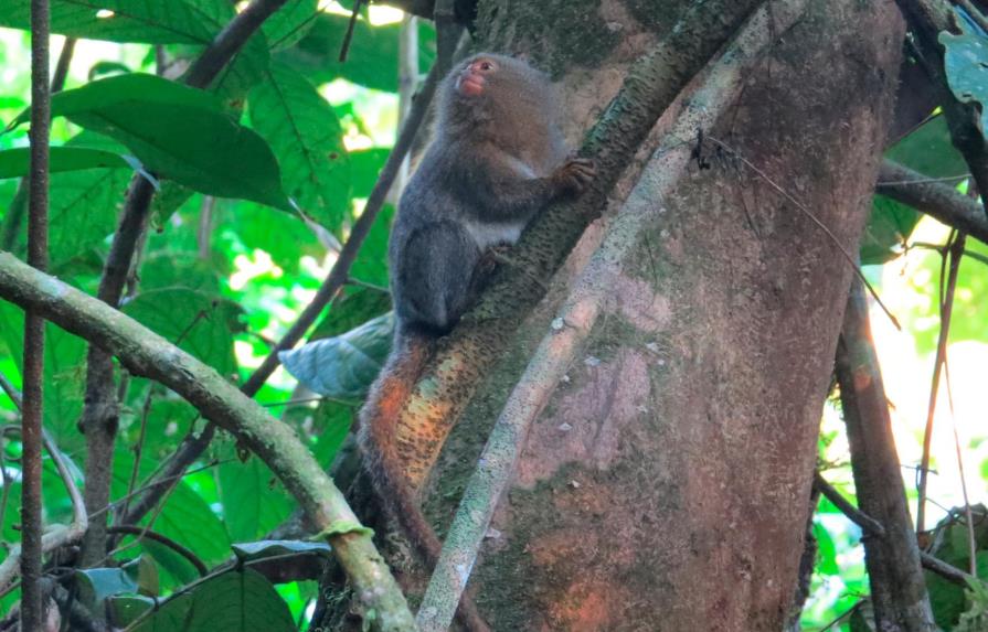 Descubierta en Ecuador una nueva especie del primate más pequeño del mundo