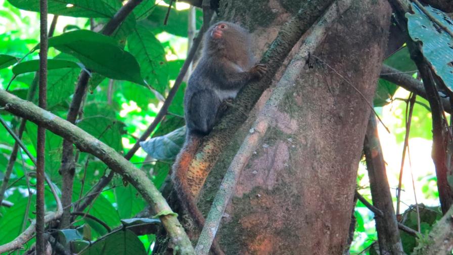 Descubierta en Ecuador una nueva especie del primate más pequeño del mundo