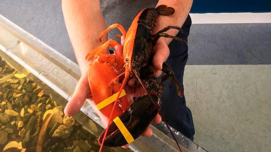 Hallan una rara langosta bicolor en Estados Unidos