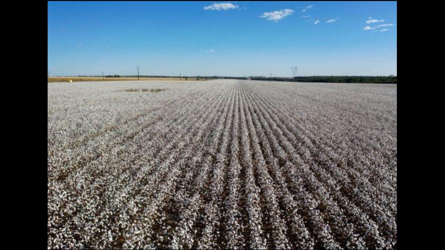 Brasil vive un boom de exportaciones agrícolas pese a la pandemia