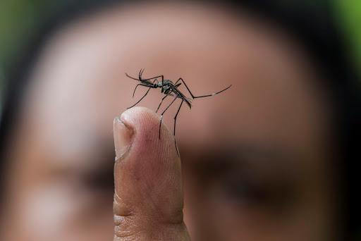 Aumentan a 21 los casos locales de dengue en los Cayos de Florida