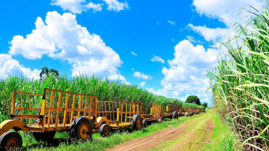 Central Romana inició el pago de RD$2,310 millones a sus colonos azucareros