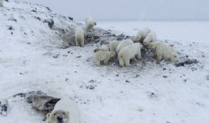 Unos 60 osos polares se quedan "atrapados" cerca de un pueblo ártico ruso