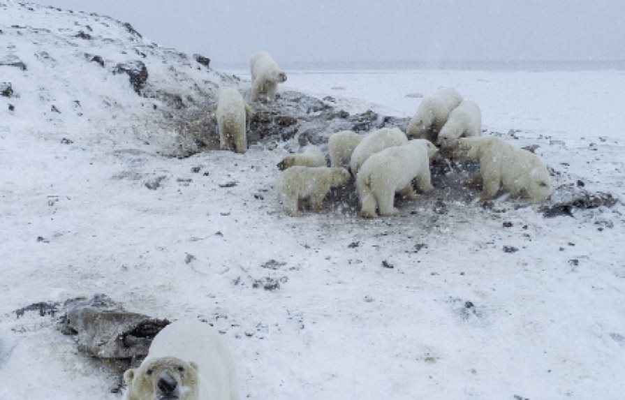 Unos 60 osos polares se quedan “atrapados” cerca de un pueblo ártico ruso