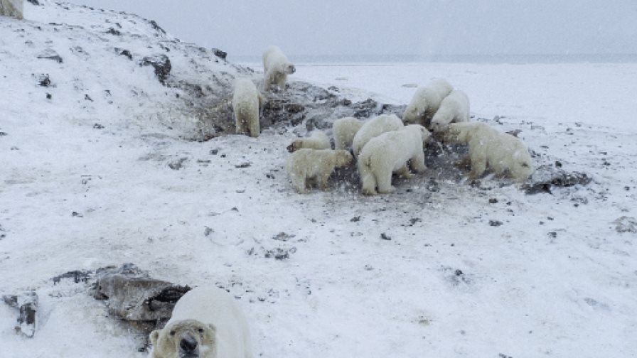 Unos 60 osos polares se quedan “atrapados” cerca de un pueblo ártico ruso