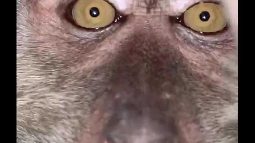 Mono se roba celular y se toma selfies Mono se roba celular y se toma selfies