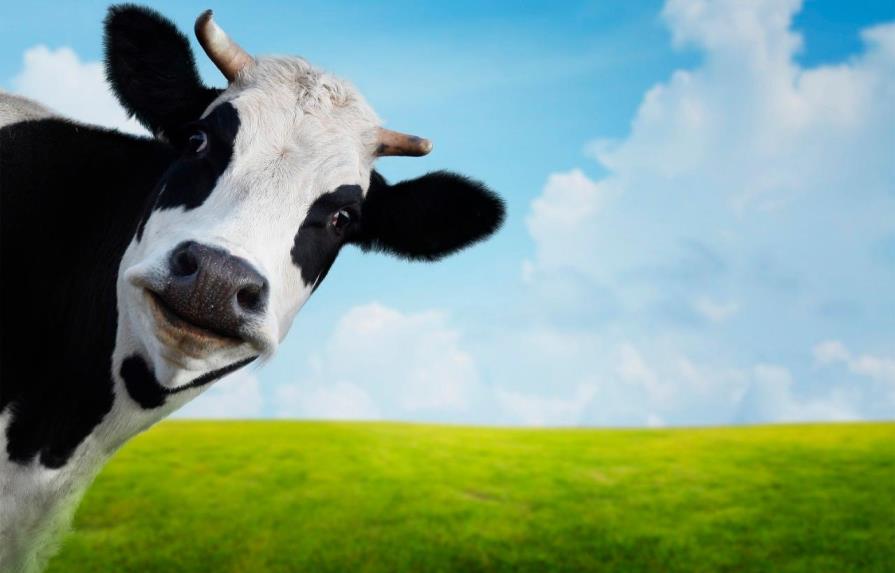 La vaca, ¿héroe o villana del cambio climático en Portugal?