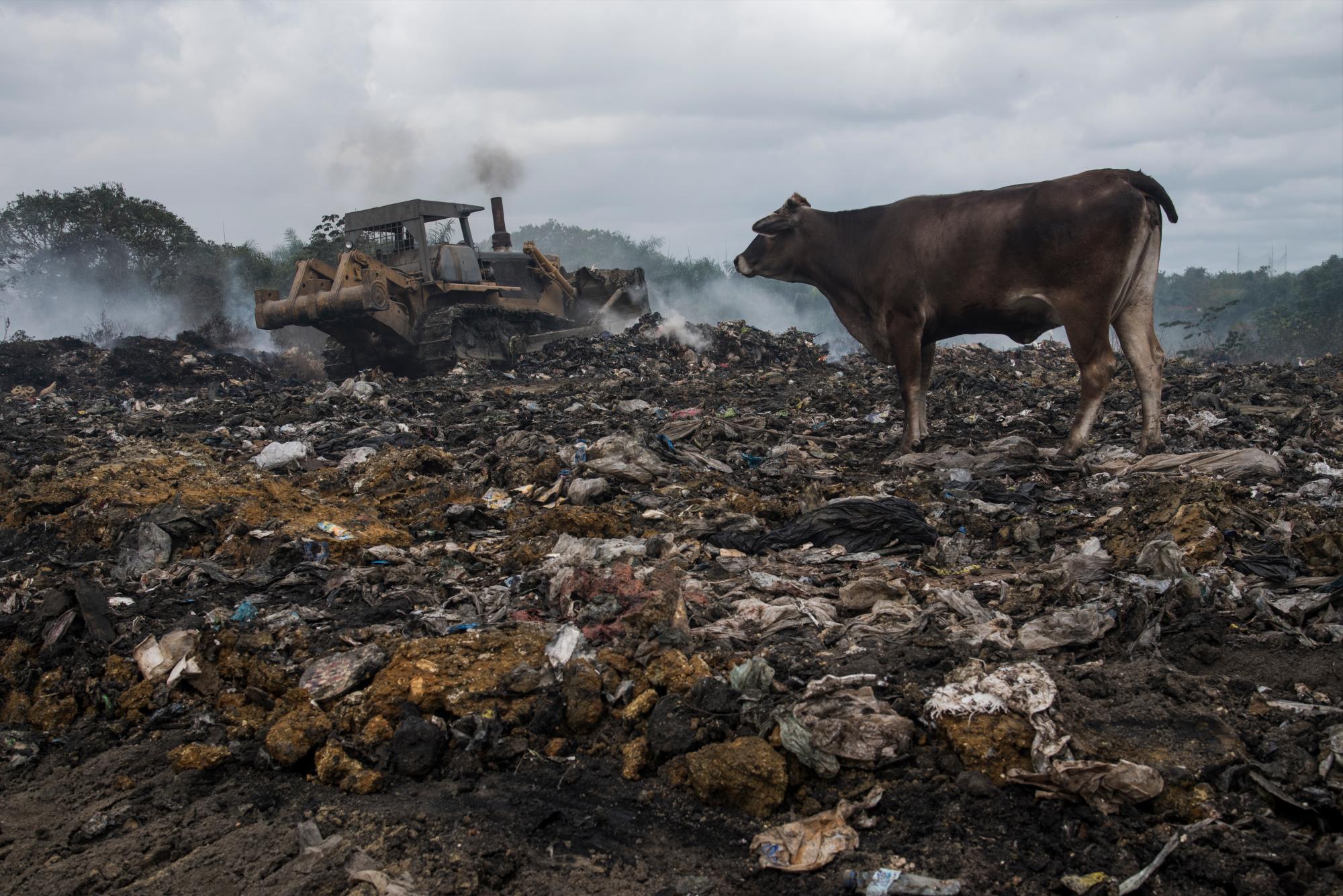 Las vacas se mueven en medio del incendio y el humo.