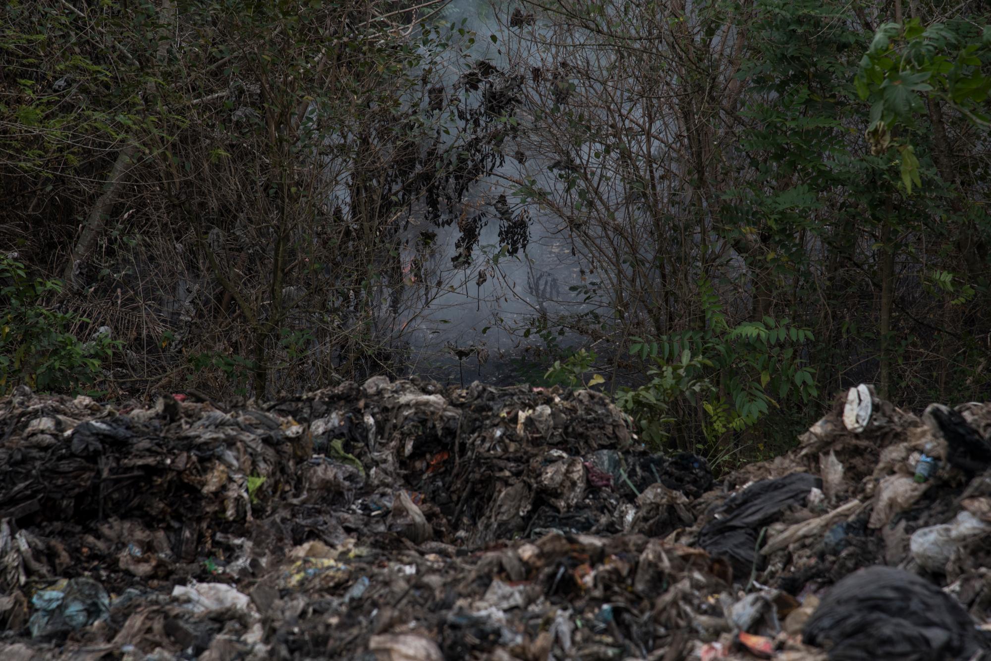 Algunas especies de la flora se queman.