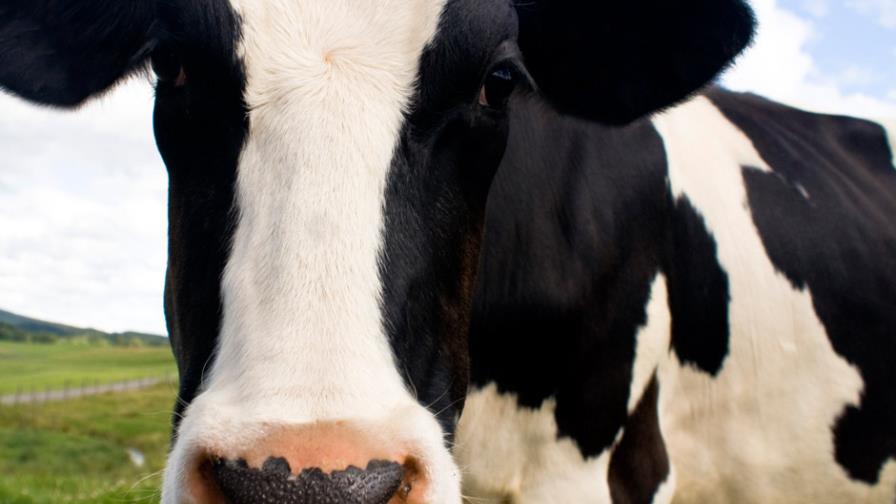 Brasil suspende exportaciones de carne a China por “vaca loca”