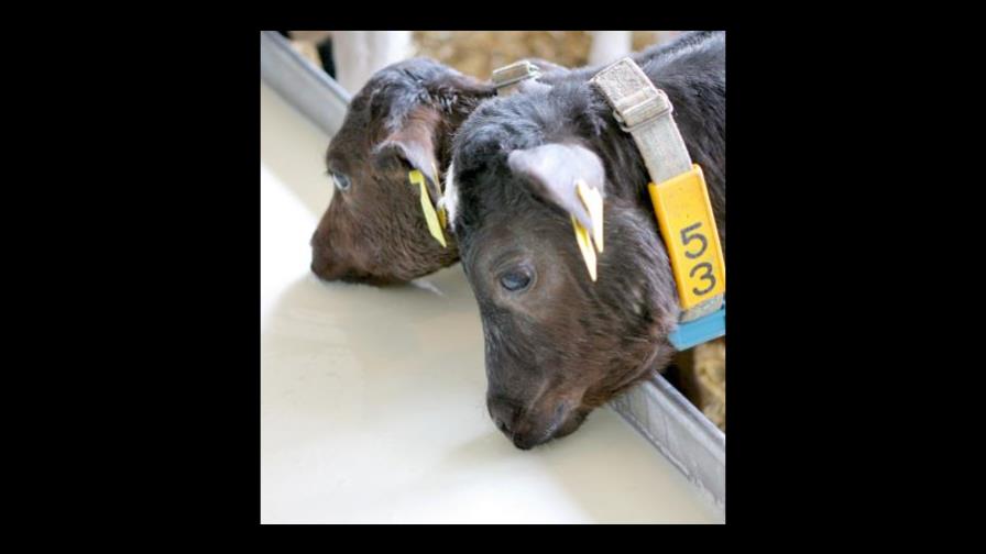  La enfermedad de  “las vacas locas”  todavía puede contagiar a humanos