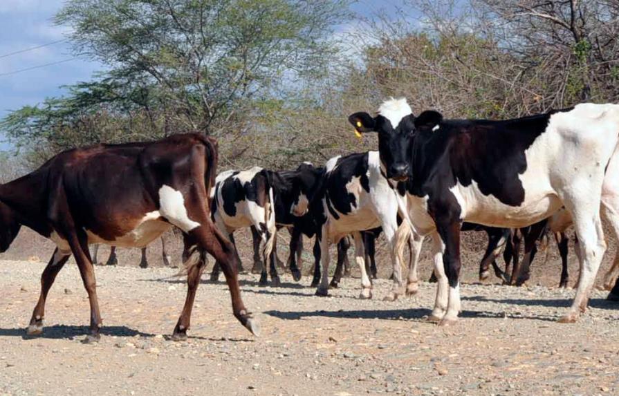 Roban 14 vacas a ganadero que hace poco perdió ocho más en Dajabón