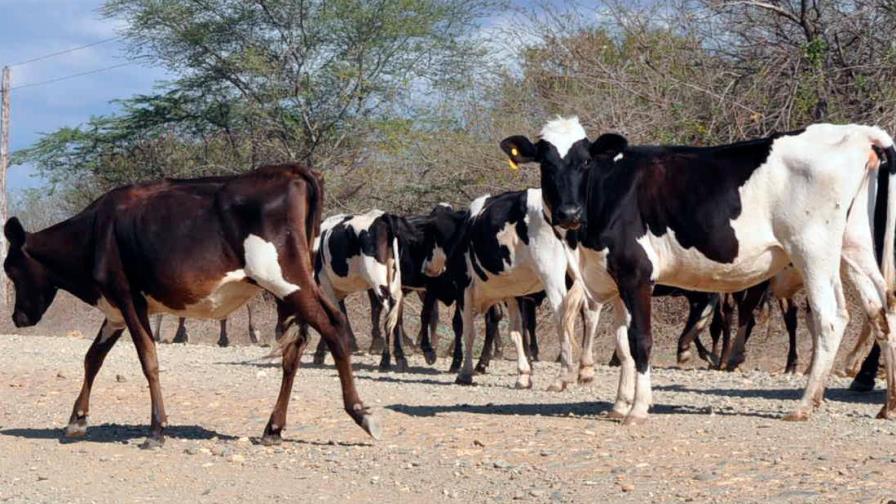 Roban 14 vacas a ganadero que hace poco perdió ocho más en Dajabón Roban 14 vacas a ganadero que hace poco perdió ocho más en Dajabón