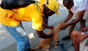 Empieza en Haití campaña de vacunación de perros para eliminar rabia
