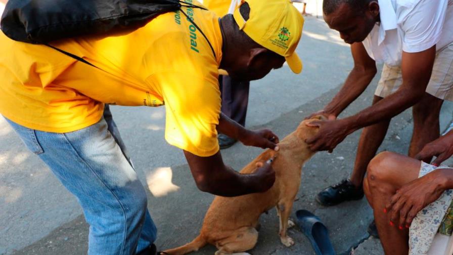 Empieza en Haití campaña de vacunación de perros para eliminar rabia Empieza en Haití campaña de vacunación de perros para eliminar rabia