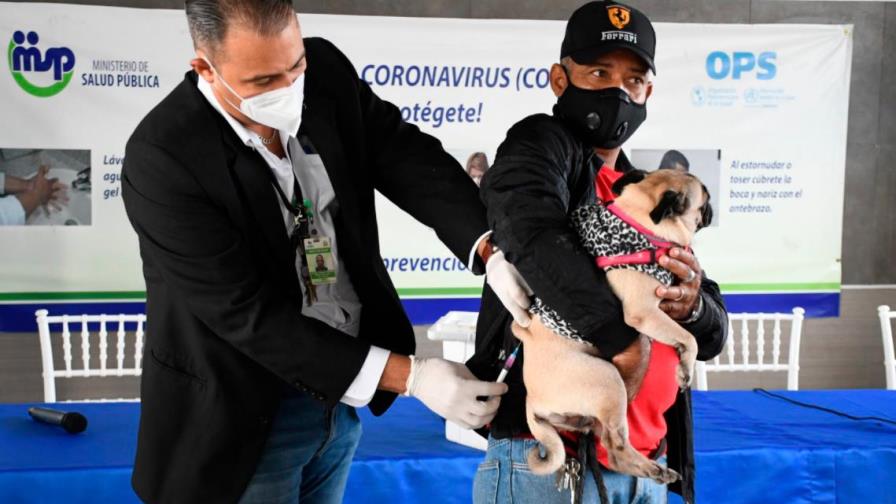 Ministerio de Salud inició hoy  jornada nacional de vacunación de perros y gatos