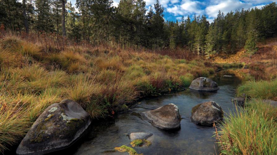 Museo Natural anuncia evento virtual sobre el Parque Nacional Valle Nuevo 