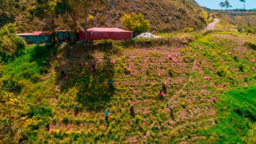 Culmina plazo para retiro de cosechas de ciclo corto en Parque Nacional Valle Nuevo 