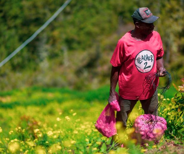 La agricultura sigue en Ocoa mientras corren los 100 días para dejar la siembra en Valle Nuevo